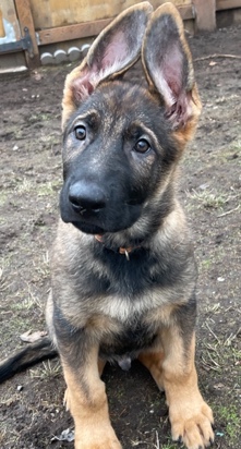 German Shepherd – 11 Week Old German Shepherds