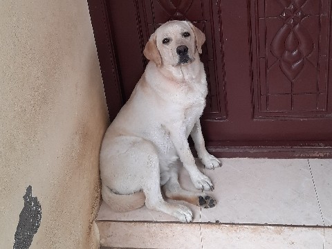Labrador Retriever – Male labrador for sale