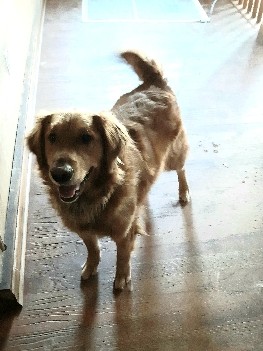 Golden Retriever – looking for good home