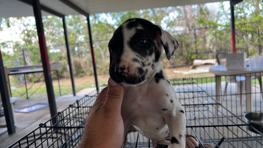 Great Dane – Great Dane Pups