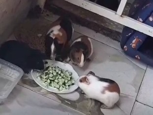 Guinea Pig – 🐹 Filhotes de Porquinho-da-Índia para Venda 🐹 – Ribeirão das Neves