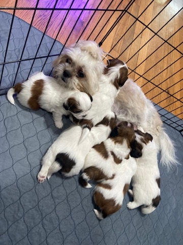 Shih Tzu – Shih tzu puppies
