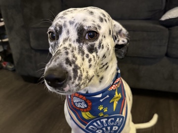 Mixed Breed – Finding Boba a Happy Home! – Phoenix