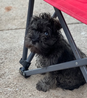 Miniature Schnauzer – mini schnauzer