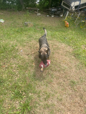 German Shepherd – dexie