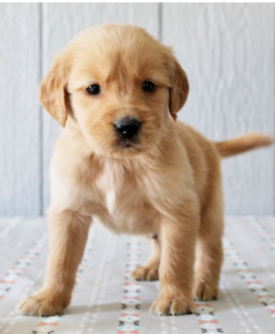 Golden Retriever – James