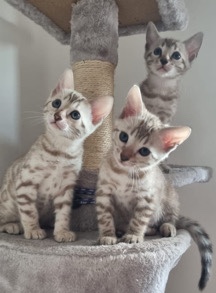 Bengal – Bengal