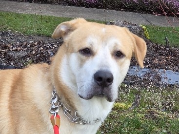 Mixed Breed – we're looking for a loving new home for our sweet dog, R'che – Redmond