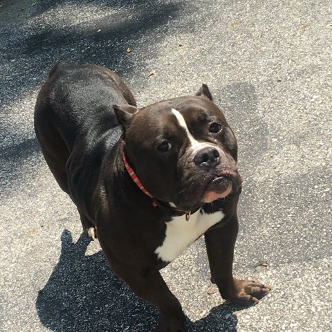 American Pit Bull Terrier – American Bully
