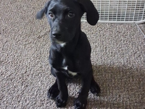 Labrador Husky – awesome lab/husky mix – Nicholasville