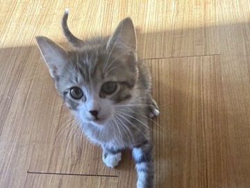 kittens for sell – Denver