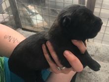 Belgian Shepherd Dog (Malinois) – Belgian Malinois pup – Pontefract
