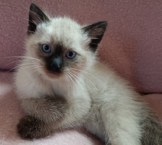 Ragdoll – mixed ragdoll kittens