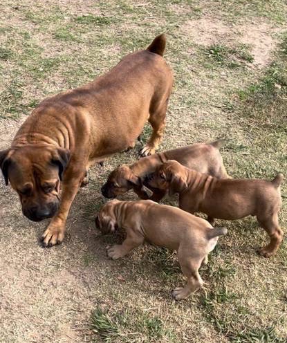 Boerboel – 🔥🔥🔥🔥 South African Boerboel Puppies Mastiff Puppy🔥