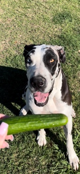 Great Dane – Female Great Dane