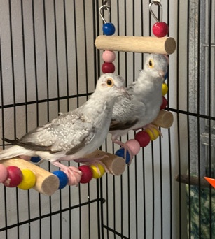 Diamond Doves