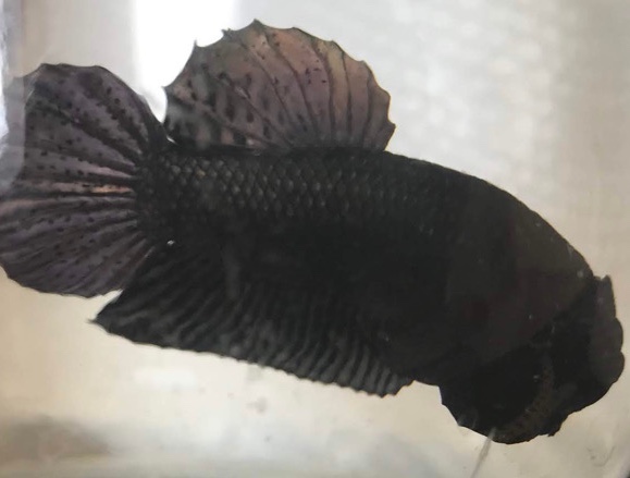 bettas plakat fight