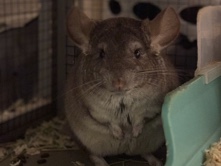 Two Bonded Chinchilla Sisters