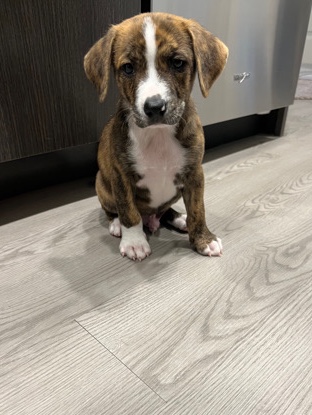 Bull and Terrier – Sweet Bear