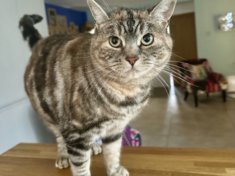 All - Luna is looking for a loving home available for adoption in Whitchurch