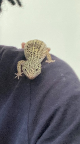 leopard gecko