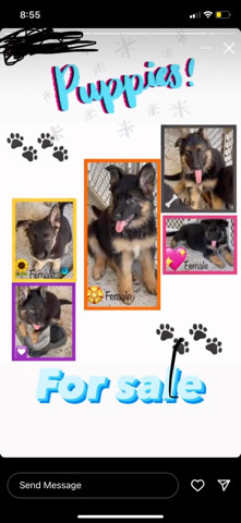 German Shepherd – Purebred German shepherds