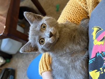 American Shorthair – Meet Albanese — Tiny Acrobat, Future Tripod Kitty – Jacksonville