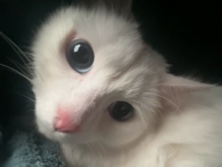 Turkish Angora – Pedigree Turkish Angora Cat – 2 Years Old in Preston – Preston