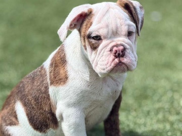 Bulldog – Adorable Bulldog Puppy for Sale – 3 Months Old – Lehigh Acres