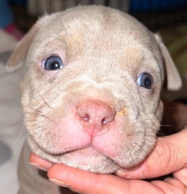American Bulldog – American pocket bully puppies