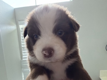 Australian Shepherd – Australian Shepherds – Corpus Christi