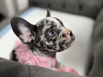 French Bulldog – Our little French Bulldogs are ready to join their new families! – Mannheim