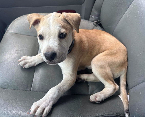 American Pit Bull Terrier – mix pit mastif border extra large bully mostly pit