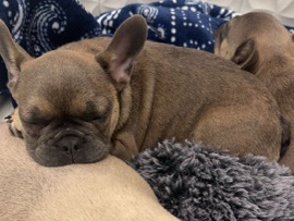 Bulldog – Top Quality Baby French Bulldog