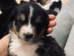 Image of Australian Shepherd