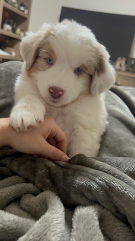 Miniature Australian Shepherd – mini Australian Shepards