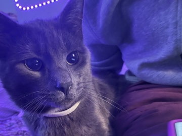 Korat – My cats needs a great home!