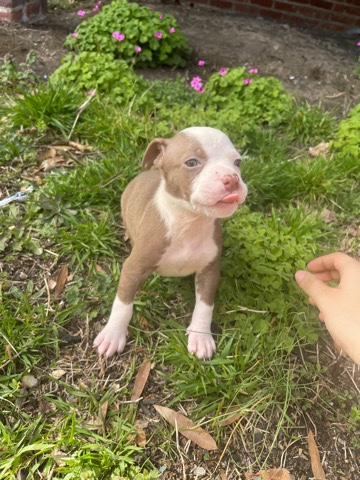 XL and trail pitbull