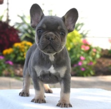 French Bulldog – French Bulldog