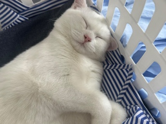 British Shorthair – 8 Monate Alter BKH jung Kater – Fürth