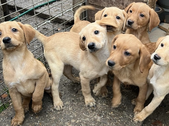 Labrador Retriever β Labradors ready to leave