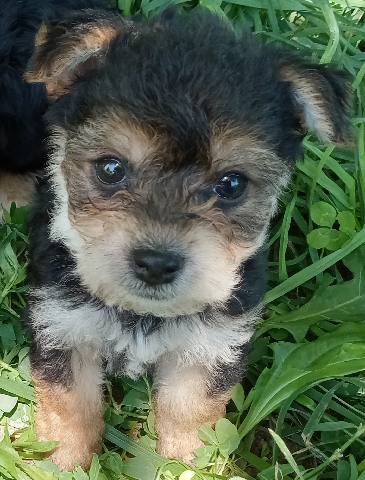 Yorkshire Terrier – Yorkshon