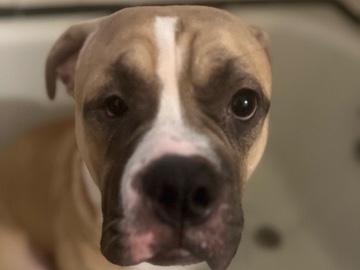 American Pit Bull Terrier – Rehoming Miro – Cleveland