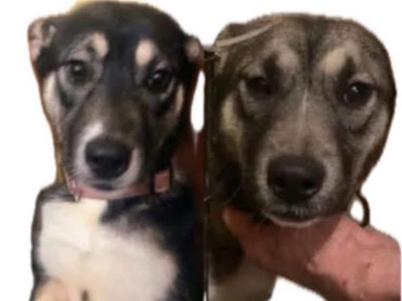 Mixed Breed – beautiful girls looking for homes – Barnsley