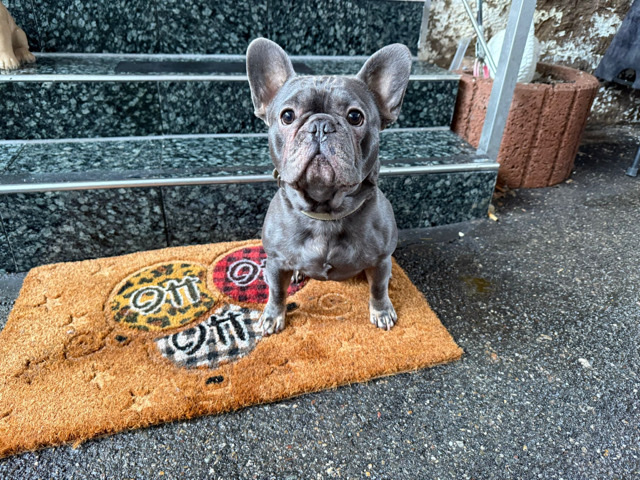 Image of French Bulldog