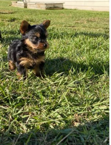 Yorkshire Terrier – tcup yorkie
