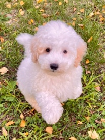 Poodle – Frosty