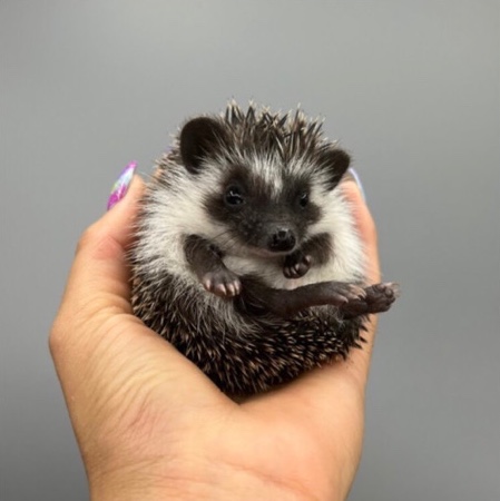 hedgehog – Dark Brown/Black Pygmy Hedgehog