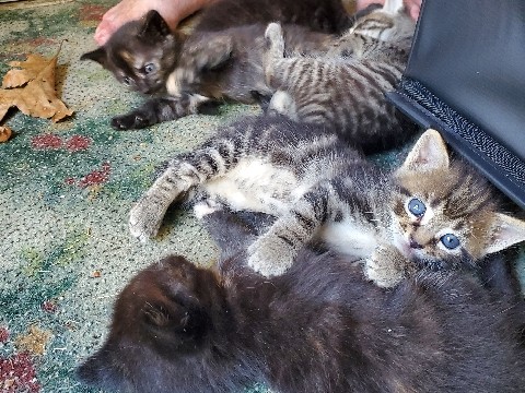 Kittens for Adoption – Harrisburg
