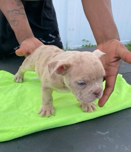 American Bulldog – looking for a new home